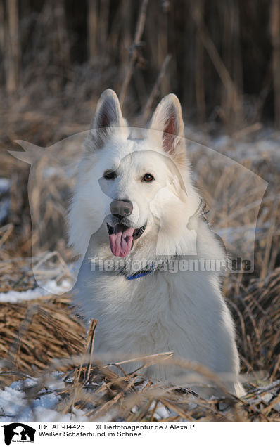Weier Schferhund im Schnee / AP-04425