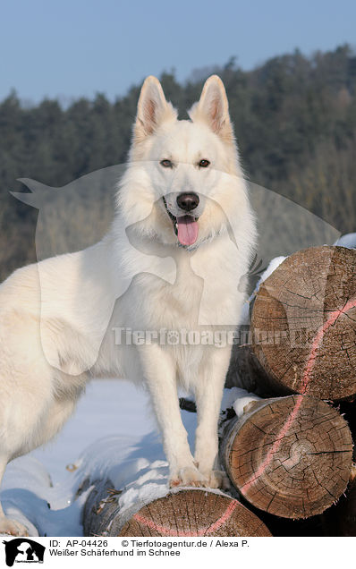 Weier Schferhund im Schnee / white shepherd in snow / AP-04426