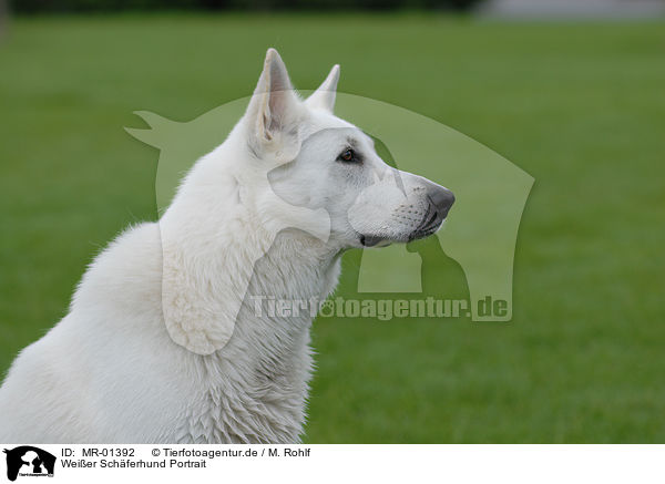 Weier Schferhund Portrait / MR-01392