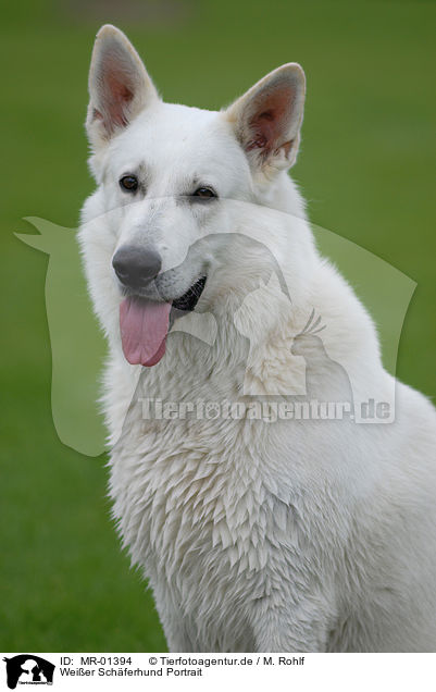 Weier Schferhund Portrait / MR-01394