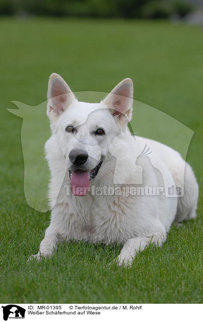 Weier Schferhund auf Wiese / white shepherd on meadow / MR-01395