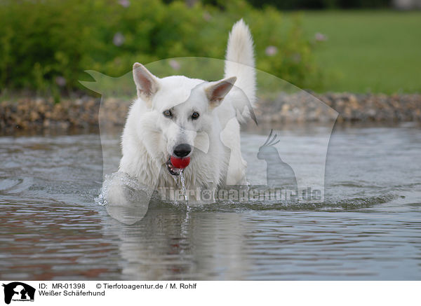 Weier Schferhund / white shepherd / MR-01398