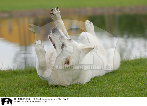 Weier Schferhund wlzt sich / wallowing white shepherd / MR-01400