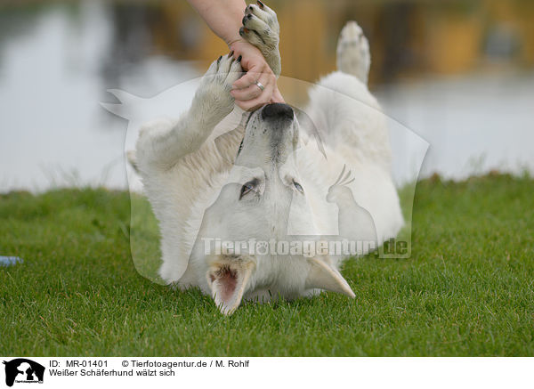 Weier Schferhund wlzt sich / wallowing white shepherd / MR-01401