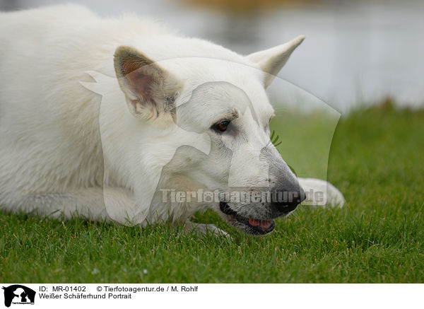 Weier Schferhund Portrait / white shepherd portrait / MR-01402