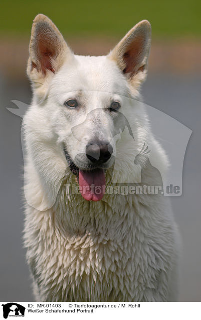 Weier Schferhund Portrait / MR-01403