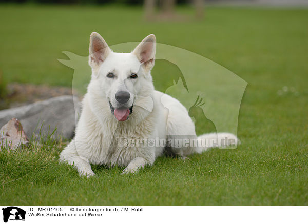 Weier Schferhund auf Wiese / white shepherd on meadow / MR-01405