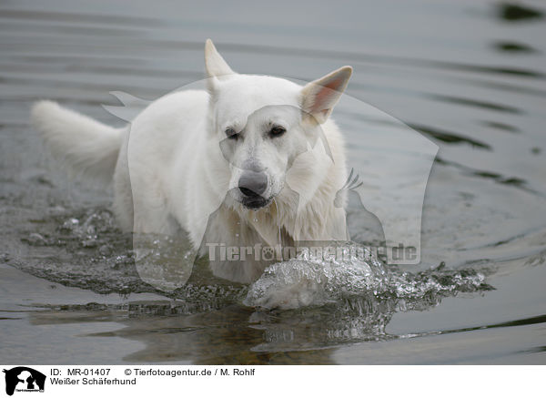 Weier Schferhund / MR-01407