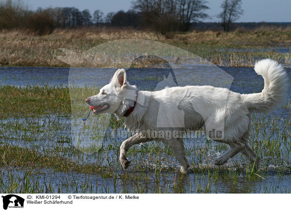 Weier Schferhund / white shepherd / KMI-01294