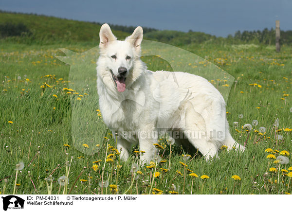 Weier Schferhund / White Shepherd / PM-04031