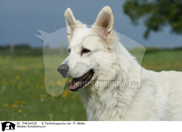 Weier Schferhund / White Shepherd / PM-04035