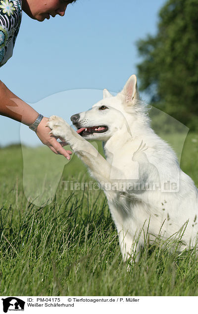 Weier Schferhund / White Shepherd / PM-04175