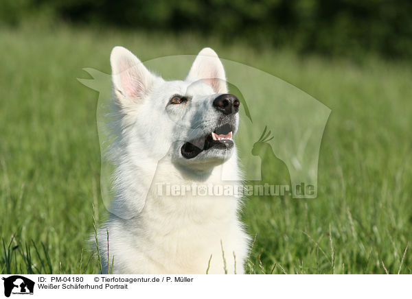 Weier Schferhund Portrait / white shepherd portrait / PM-04180