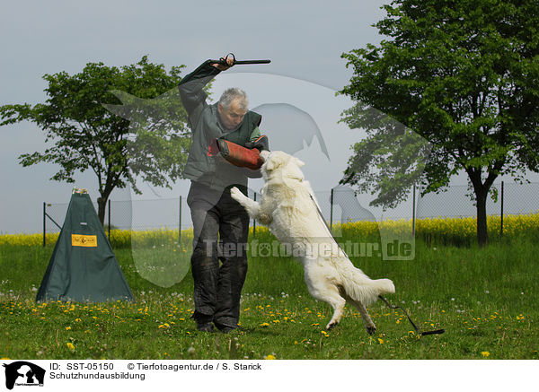 Schutzhundausbildung / dog training / SST-05150