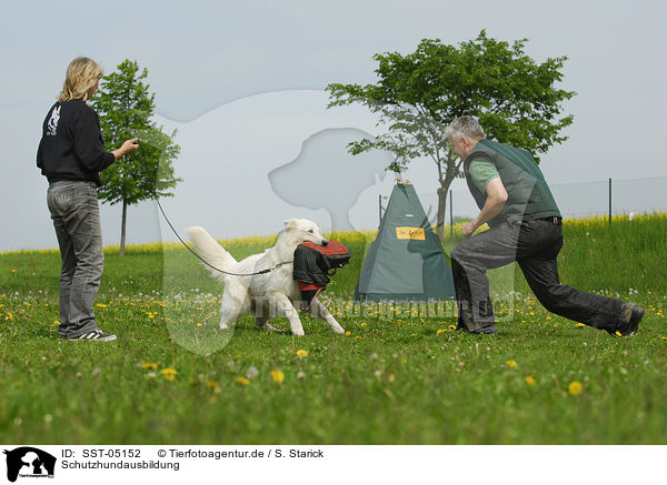 Schutzhundausbildung / dog training / SST-05152