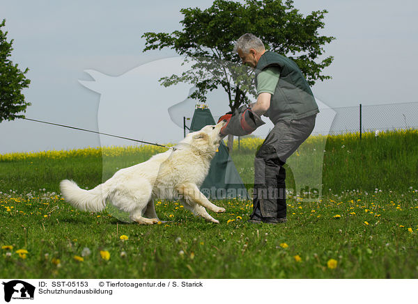Schutzhundausbildung / dog training / SST-05153