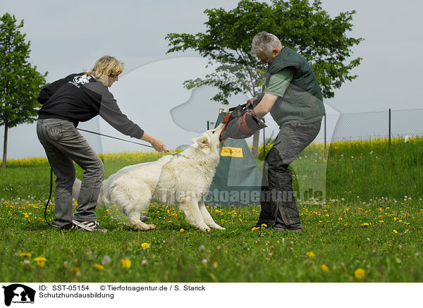 Schutzhundausbildung / dog training / SST-05154