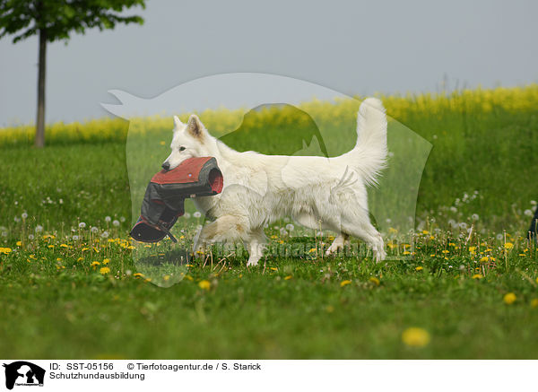 Schutzhundausbildung / dog training / SST-05156