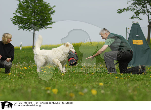 Schutzhundausbildung / dog training / SST-05160