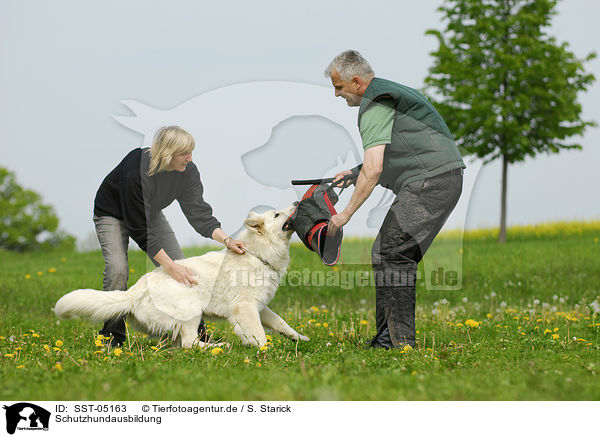 Schutzhundausbildung / dog training / SST-05163