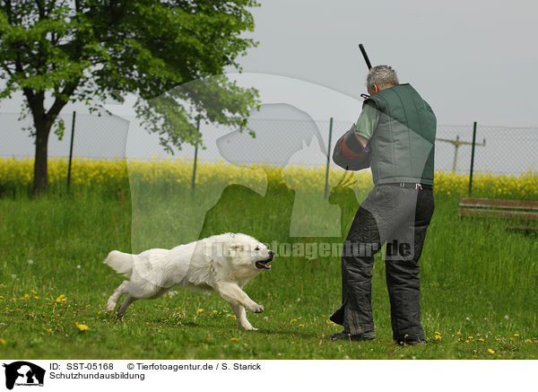 Schutzhundausbildung / SST-05168