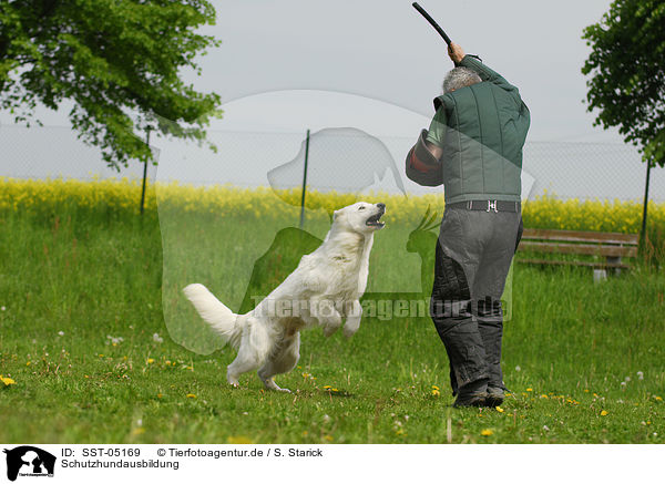Schutzhundausbildung / dog training / SST-05169