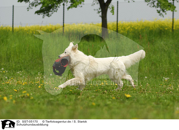 Schutzhundausbildung / SST-05170