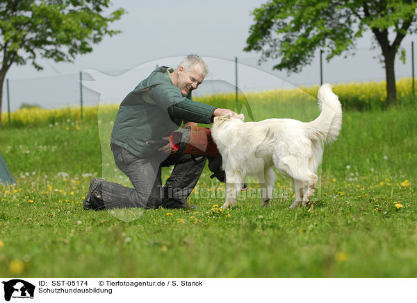 Schutzhundausbildung / dog training / SST-05174