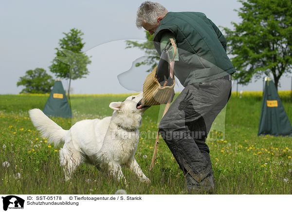 Schutzhundausbildung / dog training / SST-05178