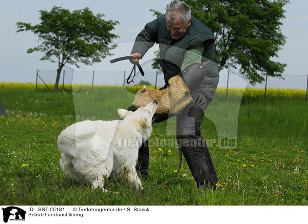 Schutzhundausbildung / dog training / SST-05181
