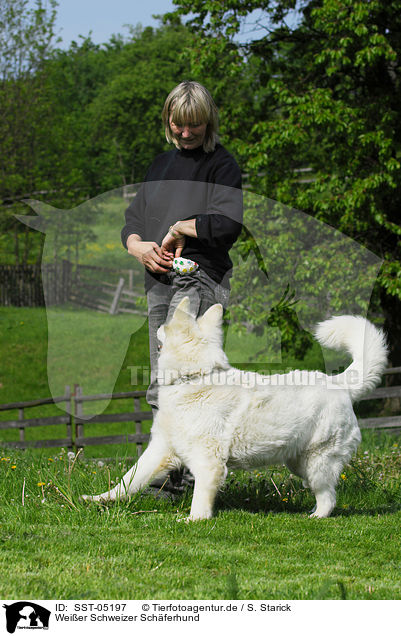 Weier Schweizer Schferhund / SST-05197