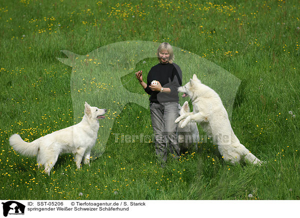 springender Weier Schweizer Schferhund / jumping white swiss shepherd / SST-05206