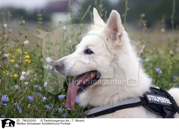 Weier Schweizer Schferhund Portrait / White Swiss Shepherd Portrait / TM-02005
