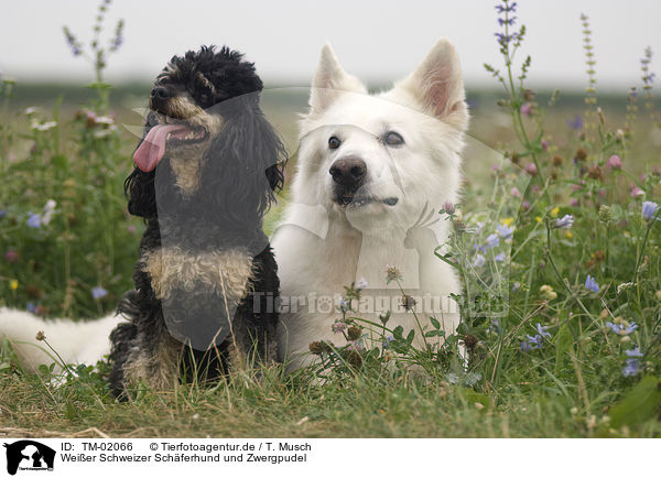 Weier Schweizer Schferhund und Zwergpudel / White Swiss Shepherd and Miniature Poodle / TM-02066