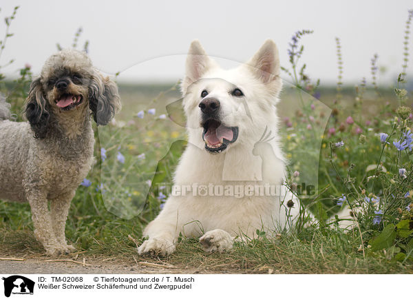 Weier Schweizer Schferhund und Zwergpudel / White Swiss Shepherd and Miniature Poodle / TM-02068