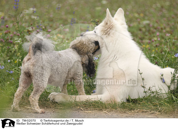 Weier Schweizer Schferhund und Zwergpudel / White Swiss Shepherd and Miniature Poodle / TM-02070