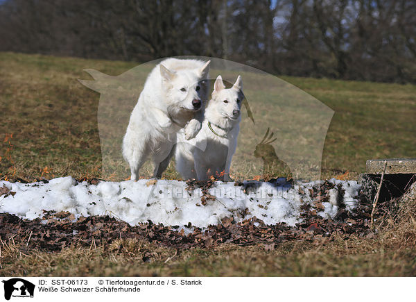 Weie Schweizer Schferhunde / White Swiss Shepherds / SST-06173