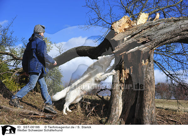 Weier Schweizer Schferhund / White Swiss Shepherd / SST-06186