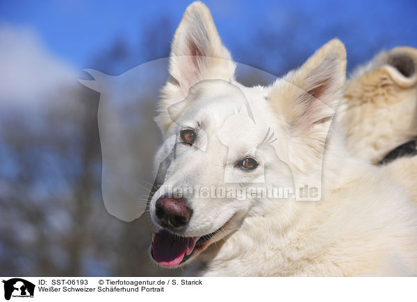Weier Schweizer Schferhund Portrait / SST-06193