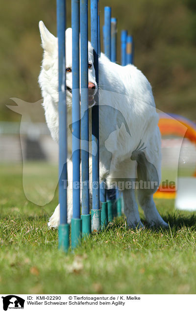 Weier Schweizer Schferhund beim Agility / White Swiss Shepherd at Agility / KMI-02290