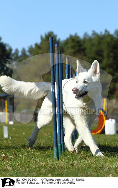 Weier Schweizer Schferhund beim Agility / White Swiss Shepherd at Agility / KMI-02293