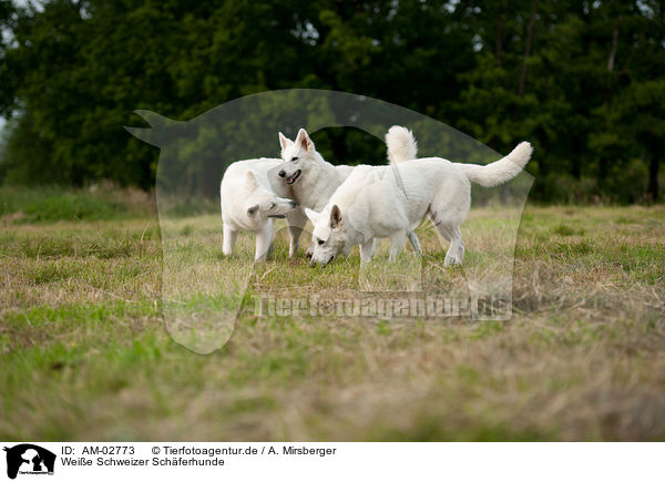 Weie Schweizer Schferhunde / White Swiss Shepherds / AM-02773