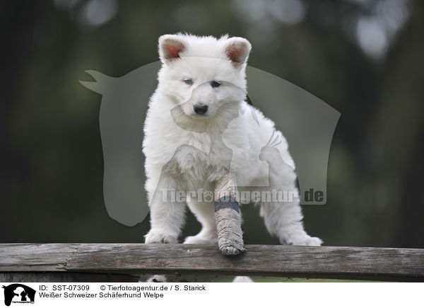 Weier Schweizer Schferhund Welpe / White Swiss Shepherd Puppy / SST-07309