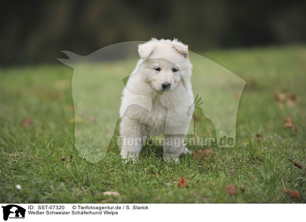 Weier Schweizer Schferhund Welpe / White Swiss Shepherd Puppy / SST-07320