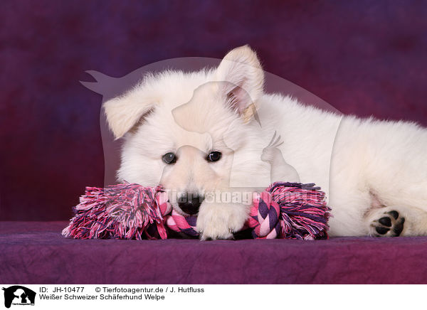 Weier Schweizer Schferhund Welpe / White Swiss Shepherd Puppy / JH-10477
