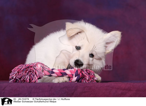 Weier Schweizer Schferhund Welpe / White Swiss Shepherd Puppy / JH-10479