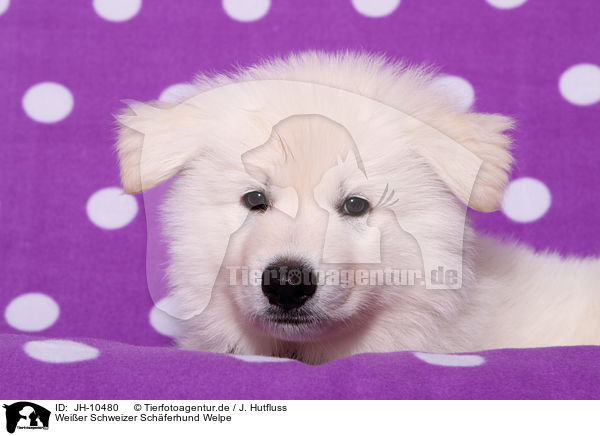 Weier Schweizer Schferhund Welpe / White Swiss Shepherd Puppy / JH-10480