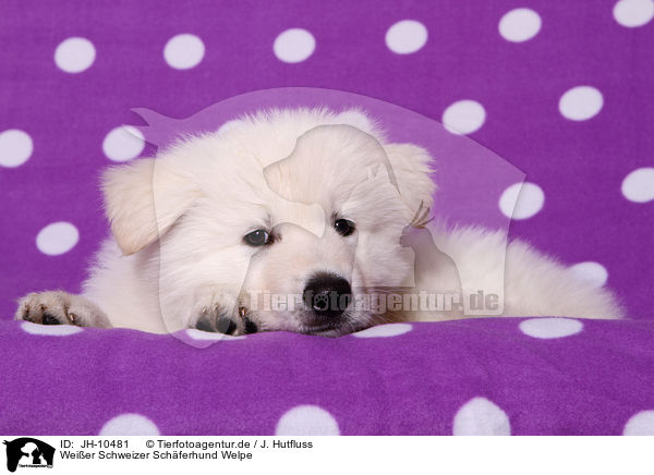 Weier Schweizer Schferhund Welpe / White Swiss Shepherd Puppy / JH-10481