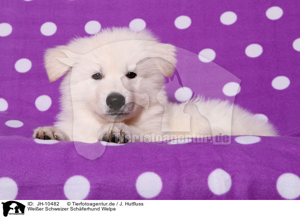 Weier Schweizer Schferhund Welpe / White Swiss Shepherd Puppy / JH-10482