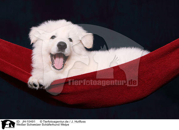Weier Schweizer Schferhund Welpe / JH-10491